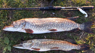 Northern Pike, 2.8 kg — Minija