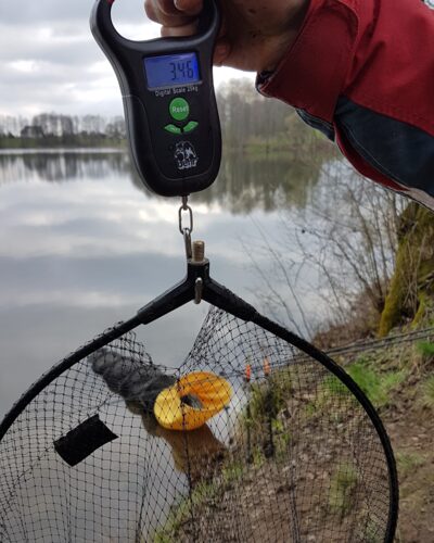 Carp — Vabalių