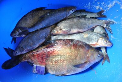 Carp bream, 1.4 kg — Šešuvis