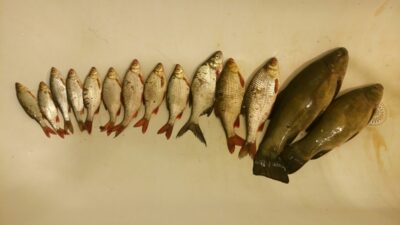Tench — Paežerių