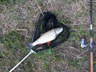 chub, 2.1 kg — Neman River