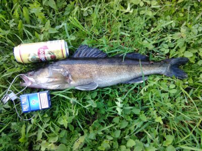 Pike perch, 2.1 kg — Antapusnės