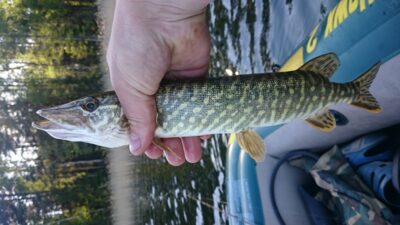 Northern Pike, 0.4 kg — Kretuonas