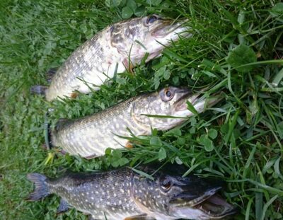 Northern Pike ×14
