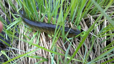 Northern Pike ×2