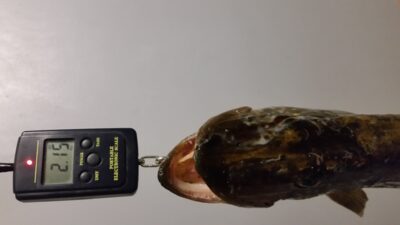 Northern Pike, 2.2 kg — Rėkyvos