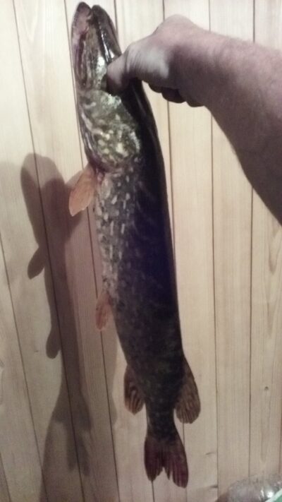 Northern Pike, 1.7 kg — Dringis