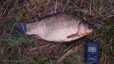 Prussian carp, 1.6 kg