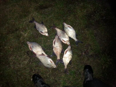 Carp bream ×7