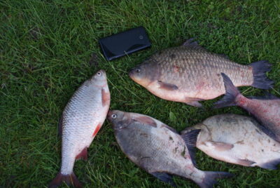 Crucian carp, 1.7 kg — Neman River