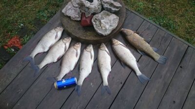 Tench, 2.3 kg