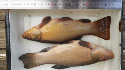 Tench, 0.5 kg — Laičių II-asis
