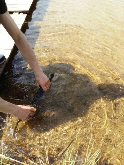 Northern Pike, 1.0 kg — Germantas