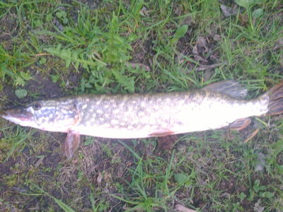 Northern Pike, 0.9 kg — Kretuonas