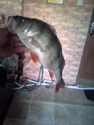 Eurasian perch