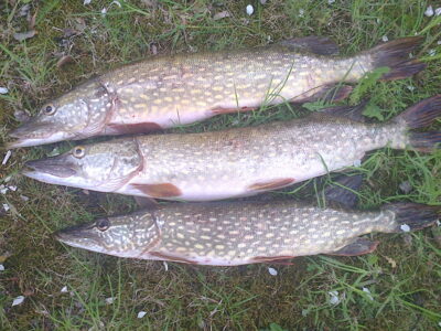 Northern Pike ×3 — Kretuonas