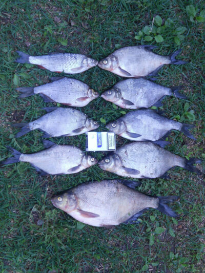 Carp bream ×8 — Nevėžis