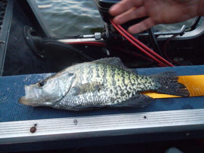 Black Crappie — Rocky Fork Lake