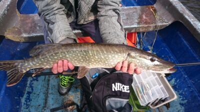 Northern Pike, 2.5 kg — Loch of Aboyne