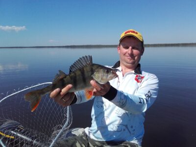 Eurasian perch, 0.9 kg