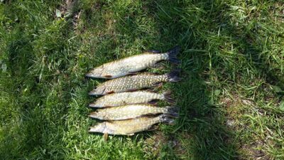 Northern Pike ×10 — Žvernas