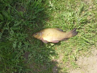 Tench