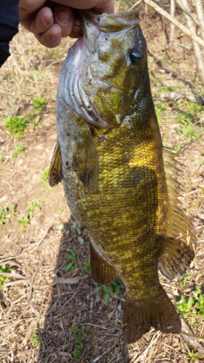 Smallmouth bass, 2.8 kg