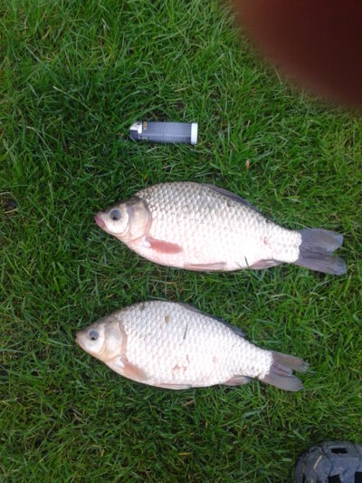 Prussian carp, 0.5 kg