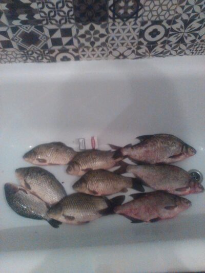 Prussian carp ×6