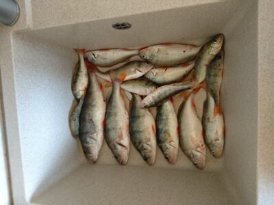 Eurasian perch — Kuršių