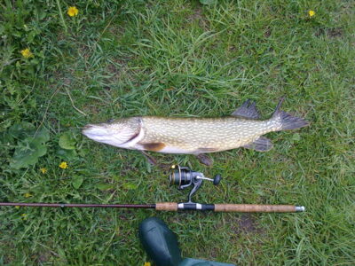 Northern Pike, 3.6 kg