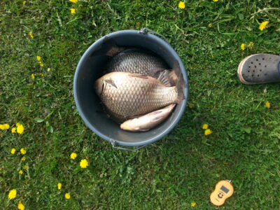 Prussian carp ×8