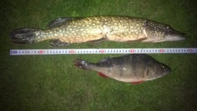 Northern Pike, 1.8 kg