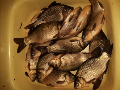 Prussian carp ×14