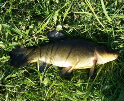 Tench, 1.0 kg — Kiemelių