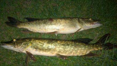 Northern Pike ×2
