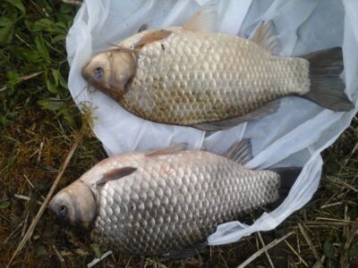 Prussian carp, 0.9 kg — Peršėkė