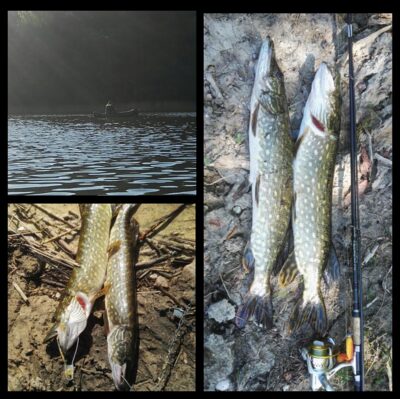 Northern Pike, 1.8 kg — Alaušai