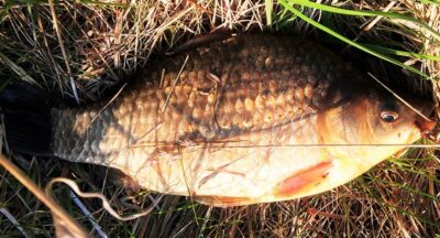 Crucian carp, 0.5 kg — Petraičių