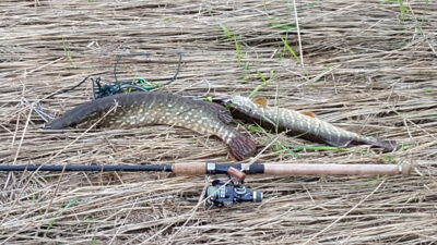 Northern Pike, 1.5 kg