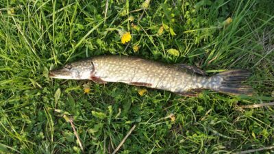 Northern Pike, 0.6 kg — Veiverių