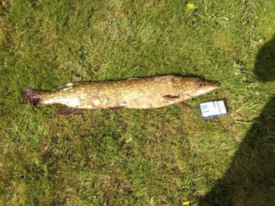 Northern Pike, 3.0 kg — Lėvuo