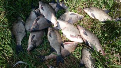 Carp bream ×14 — RUSNĖ