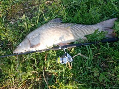 Barbel, 6.6 kg