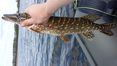 Northern Pike ×10