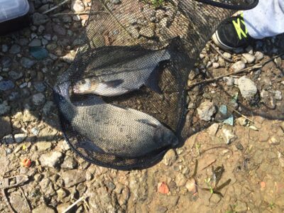 Carp bream, 2.6 kg — Kaunas reservoir