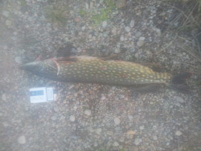 Northern Pike, 2.1 kg