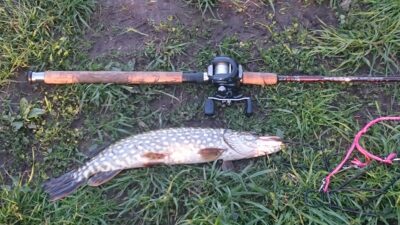Northern Pike, 0.7 kg — Kretuonas