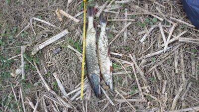 Northern Pike ×2
