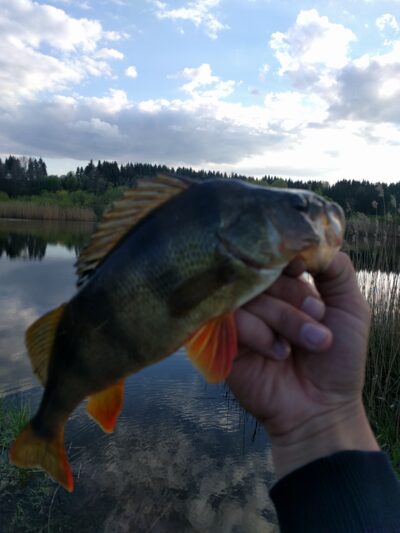 Eurasian perch, 0.6 kg